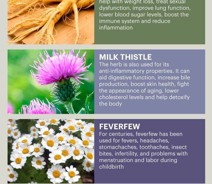 Herbal Medicine & the Top 10 Herbal Medicine Herbs – Dr. Axe