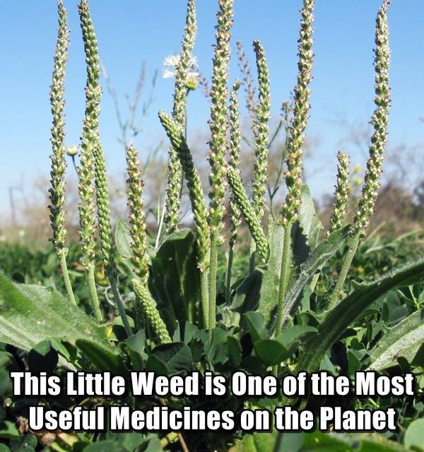 This Little Weed is One of the Most Useful Medicines on the Planet