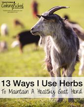 13 Ways I Use Herbs To Maintain A Healthy Goat Herd