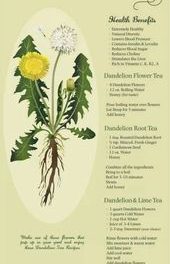 How to Harvest Dandelion Root and Make Roasted Dandelion Tea – LearningHerbs