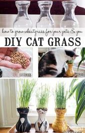 DIY Cat Grass Tutorial for Cats, Dogs, & You – Prodigal Pieces