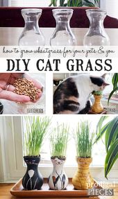 DIY Cat Grass Tutorial for Cats, Dogs, & You – Prodigal Pieces