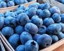 50 Dwarf Blueberry seeds-1019A