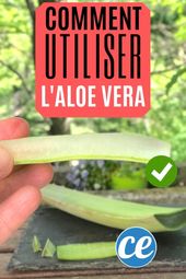 Voici Comment Couper Et Utiliser Le Gel D’une Feuille d’Aloe Vera.
