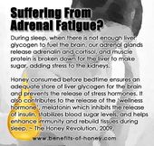 4 Science-Backed Facts About Honey Diet for Hibernation